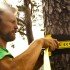 Набор для слеклайна Gibbon Classic Line Treewear Set