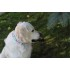 Бафф Dog Buff Woof Multi S/M
