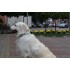 Бафф Dog Buff Woof Multi S/M