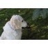 Бафф Dog Buff Woof Multi S/M