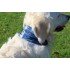 Бафф Reflective Buff Dog r-cordes M/L