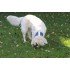 Бафф Reflective Buff Dog r-cordes M/L