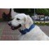 Бафф Reflective Buff Dog r-cordes M/L