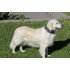 Бафф Reflective Dog r-traces Buff® M/L