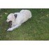 Бафф Reflective Dog r-traces Buff® M/L