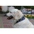 Бафф Reflective Dog r-traces Buff® M/L