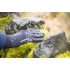 Перчатки Extremities Waterproof Evolution Glove